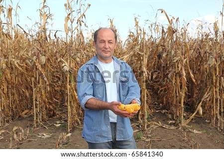 Farmer holding corn cobs in hands in front of corn plant