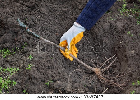 Farmer hand planting grape plant to hole in ground