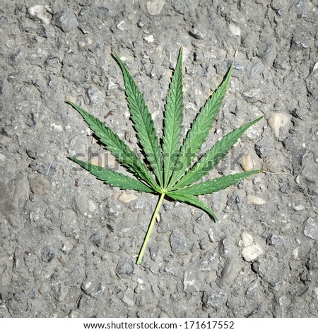 Closeup of hemp plant leaf at asphalt