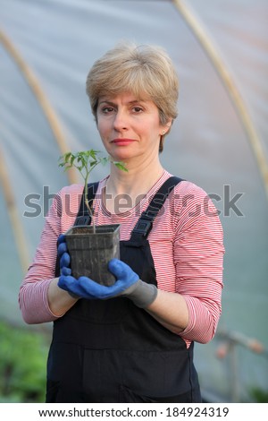 Farmer planting tomato seedlings in a greenhouse, real people no retouch