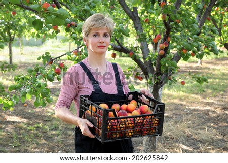 Female farmer carry crate of apricot fruit in orchard