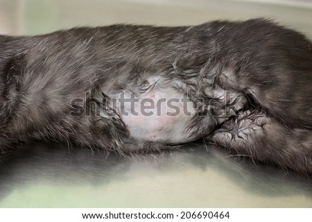 Animal surgery, shaved cat under anesthesia prepared for sterilization and hernia operation