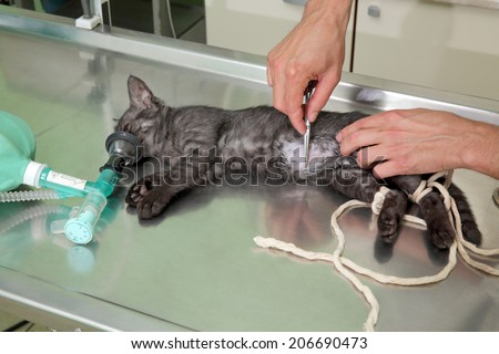 Animal surgery, cat under anesthesia veterinary prepare it for sterilization and hernia operation