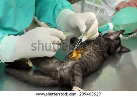 Animal surgery, cat under anesthesia, sterilization and hernia operation