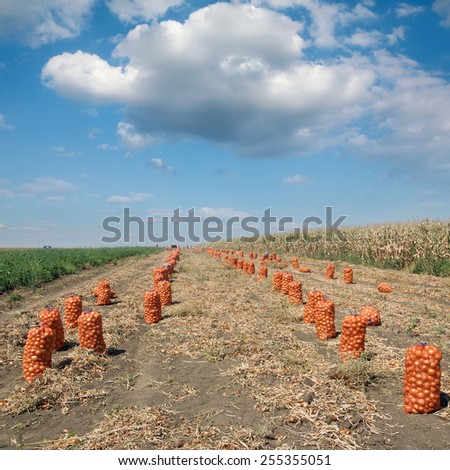 Agriculture, bags with onion after harvest in field, rural scene
