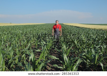 Agriculture, farmer  inspect quality of corn in late spring or early summer