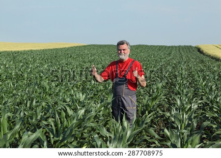 Agriculture,smiling farmer gesturing in corn field, thumb up