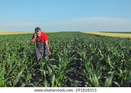 Agriculture, farmer or agronomist inspect quality of corn and speaking with mobile phone