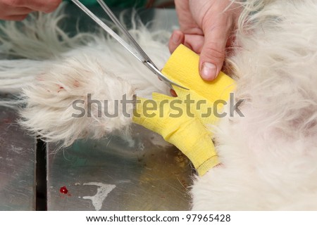 Fixing of wounded dog leg with bandage