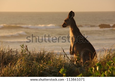 Kangaroo grassing in dunes near beach, Australia