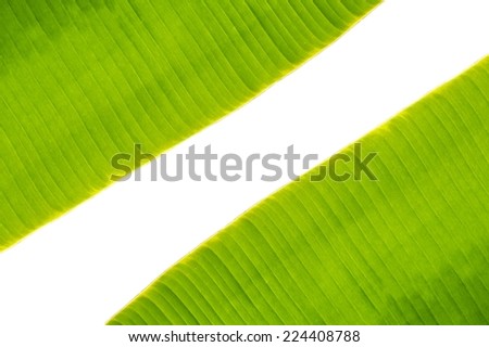 space between banana leaf