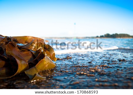 Brown algae with blue sky and sea