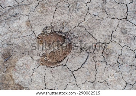 Cow footprint on dried soil. Cracked soil background.