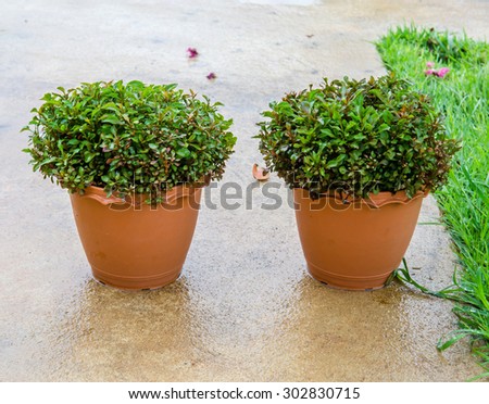 Plant in pot. Plant named Sessile joyweed in plastic pot. Outdoor.