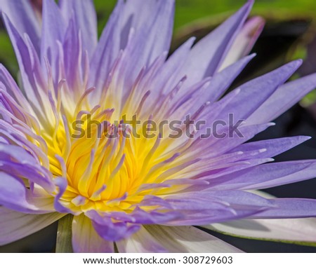 Close up of purple water lilly or lotus.