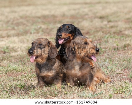 Portrait of three dogs breed dachshund