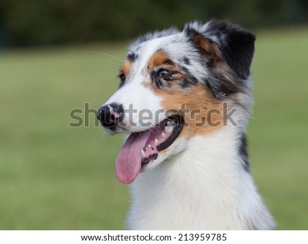 Purebred Dog Australian Shepherd