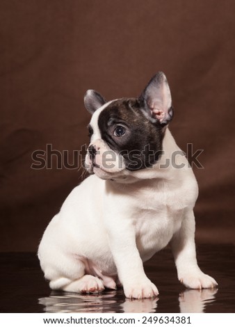 French Bulldog puppy (3 months old) - Stock Image