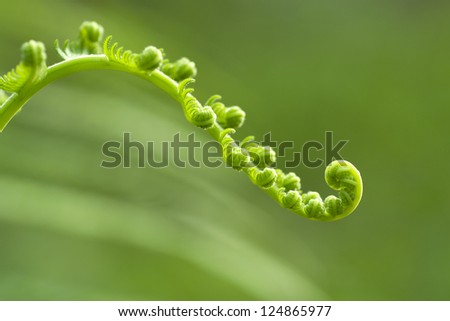 green fern leaf, kaeng krachan, thailand fern in Thailand