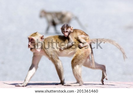 Monkey family walking on the road