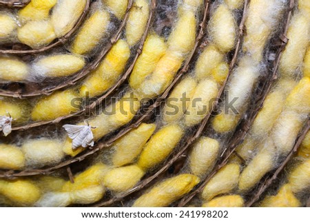 silk worm cocoons nests color yellow and white