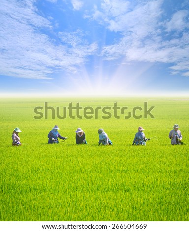 farmer work on rice field with nice sky