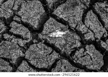 died fish on cracked earth. concept for drought ,river dried up,  famine scarcity,  global warming, natural destruction , extinction