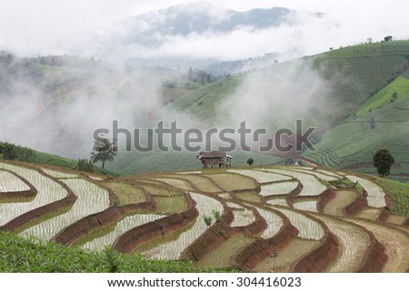green terraced rice field with fog in the morning at Chiangmai Thailand