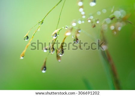 dew drops on grass flower, concept for fresh air in the morning, Chiangmai Thailand