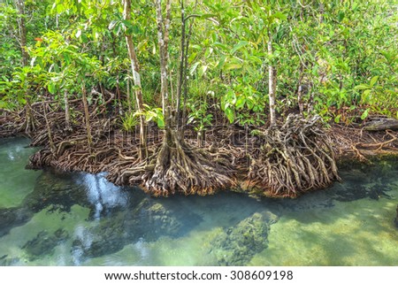 mangrove trees in a peat swamp forest at Tha pom canal area krabi province,Thailand. sRGB color profile