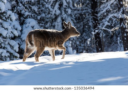 Small deer is walking in winter forest. Back lighting.