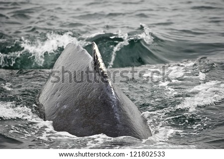 Huge Humpback whale back close up splash glacier bay Alaska