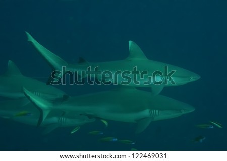 A Shark jaws and eye close up underwater looking at you ready to attack