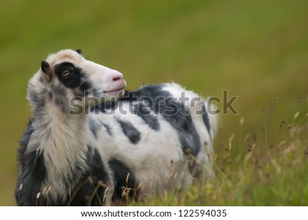 A black and white sheep in the green grass background