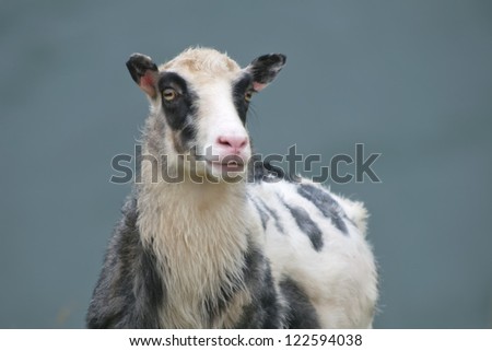 A black and white sheep looking at you close up portrait in the blue sea background