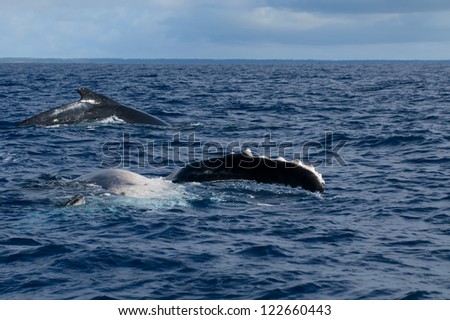 Humpback whale fin and back going down in blue polynesian sea
