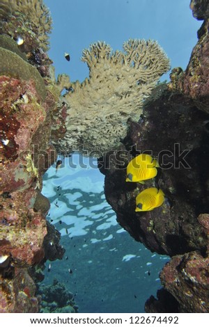Two butterly angel fish yellow and blue in the reef background