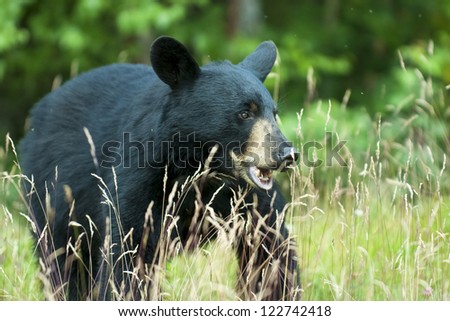 An isolated  black bear in the green background in Alaska