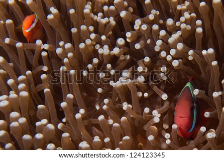 Father and son clown fish in anemone in Cebu Philippines