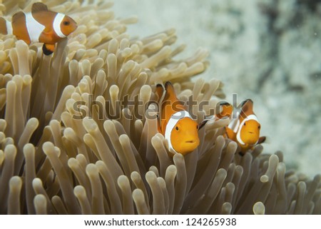 An group of clown fish looking at you in Cebu Philippines