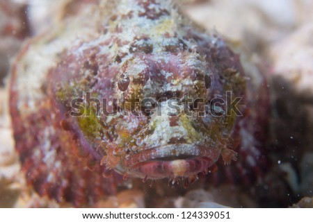 A stone fish in the sand in Cebu Philippines