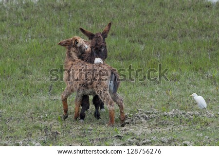 Young Donkey while grooming in the green grass background