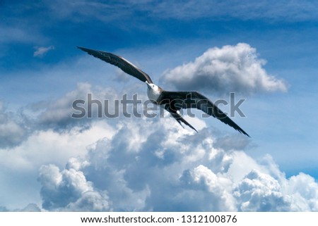 Similar – Image, Stock Photo Flying male frigate bird in the Galapagos Islands