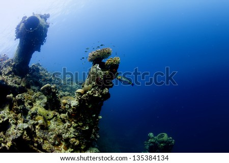 A parrot fish near ship wreck in red sea