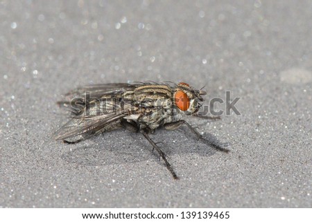 A fly with red eyes close up macro