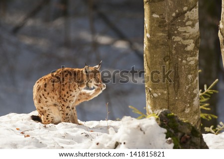 Isolated Lynx on the snow background while licking