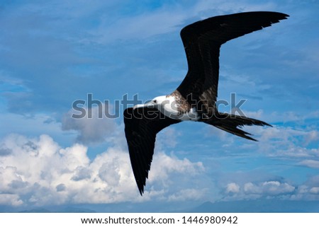 Similar – Image, Stock Photo Flying male frigate bird in the Galapagos Islands