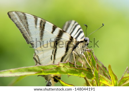 An open wings butterfly close up portrait on the blue sky background