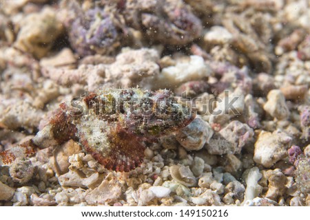 Dangerous Stone Fish close up underwater portrait