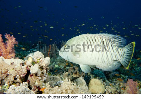 A young white napoleon fish in the bue scuba dive  background